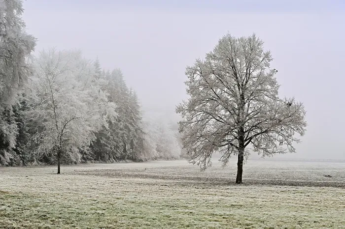 Framed Print : Tree and forest in hoarfrost, Schlatt Framed Print : Tree and forest in hoarfrost, Schlatt