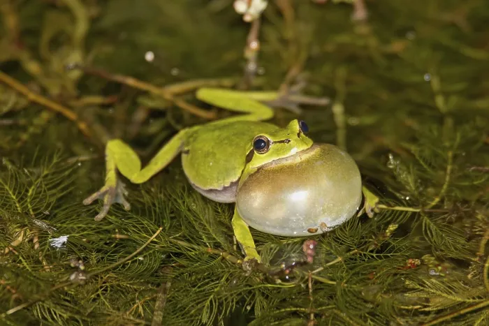 Framed Print : Tree frog (Hyla arborea)