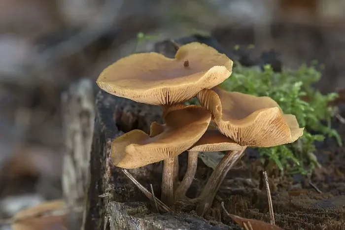 Framed Print : Tree fungi (Gymnopus dryophilus) on a tree stump in a mixed forest Framed Print : Tree fungi (Gymnopus dryophilus) on a tree stump in a mixed forest