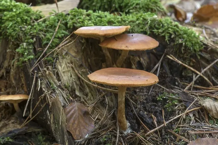 Framed Print : Tree fungi on a tree stump in a mixed forest Framed Print : Tree fungi on a tree stump in a mixed forest
