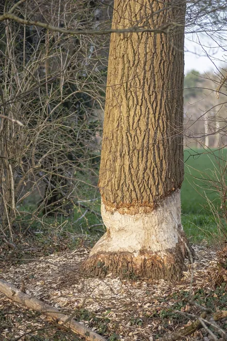 Framed Print : A tree gnawed by a beaver, Otternhagen Framed Print : A tree gnawed by a beaver, Otternhagen