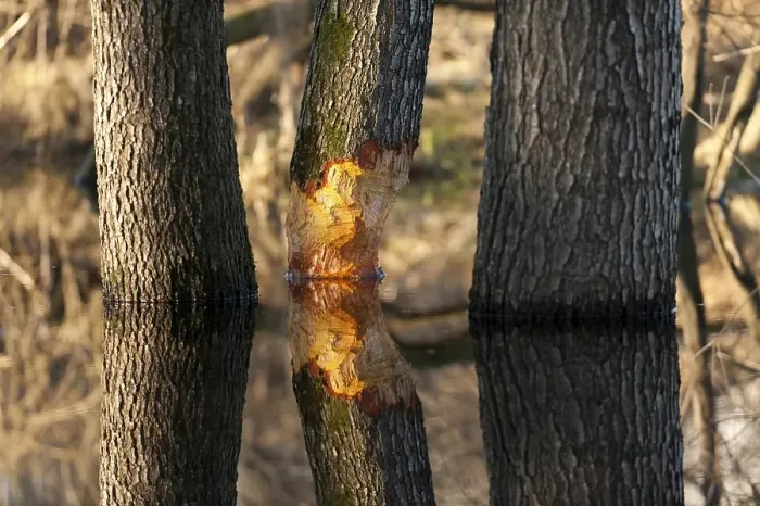Framed Print : Tree gnawed by beaver, Rosenheim
