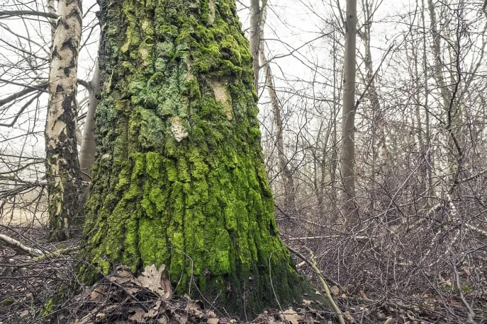 Framed Print : Tree with green moss on the barch in the forest