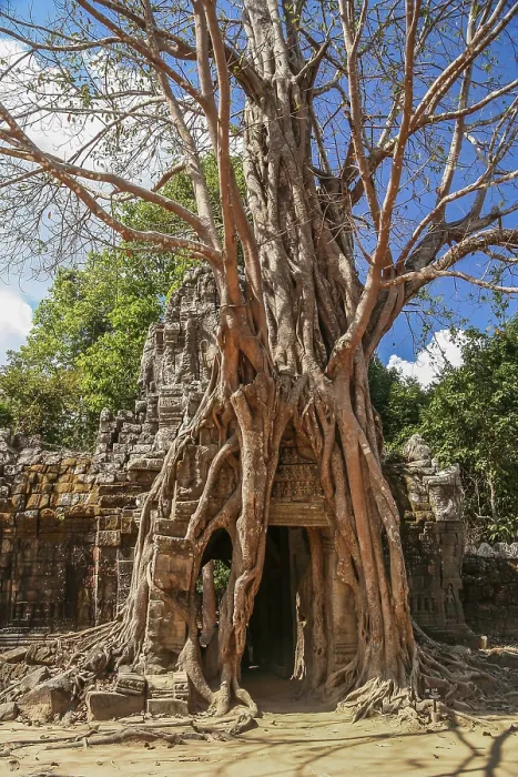 Framed Print : Tree growing on a temple entrance in the Angkor complex in Cambodia
