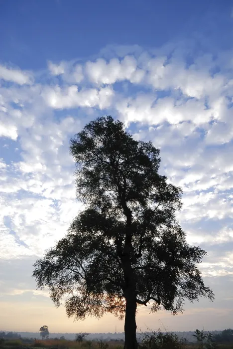 Framed Print : Tree, India