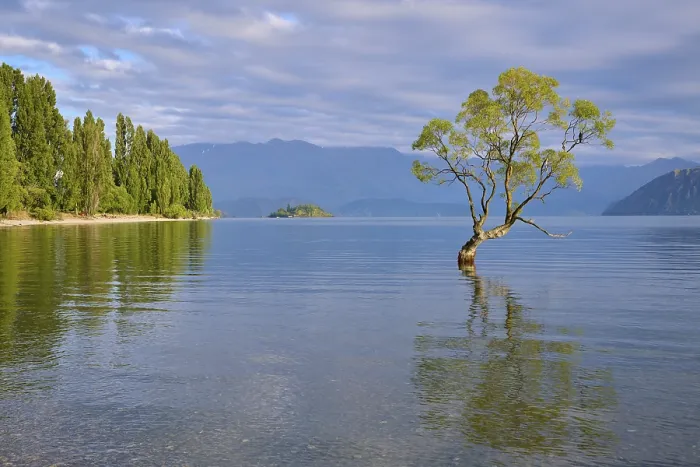 Framed Print : A tree on the lakeshore with a clear reflection in the water