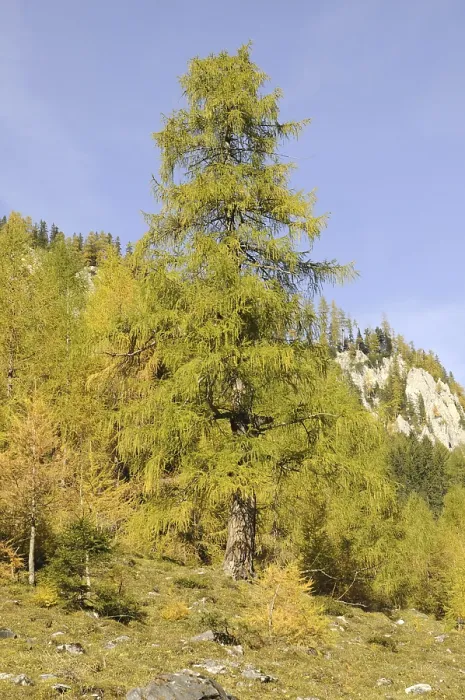 Framed Print : Tree, larch, larch, Wimmertal, Gerlos Framed Print : Tree, larch, larch, Wimmertal, Gerlos