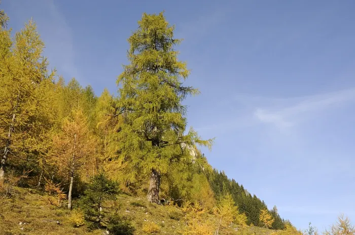 Framed Print : Tree, larch, larch, Wimmertal, Gerlos Framed Print : Tree, larch, larch, Wimmertal, Gerlos