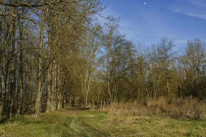 Framed Print : A tree-lined path beneath a blue sky with moon