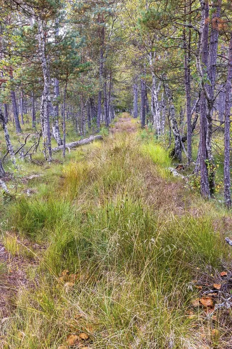 Framed Print : Tree lined path in a pine woodland at autumn Framed Print : Tree lined path in a pine woodland at autumn