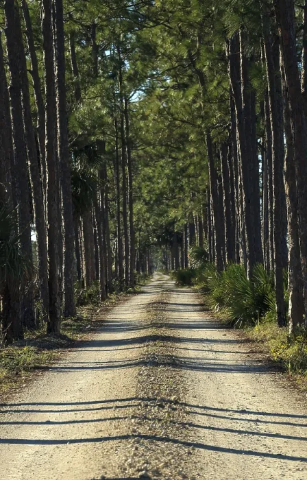 Framed Print : Tree-lined wooded road headed into a marsh at the Fred C