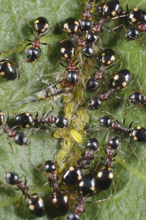 Framed Print : Tree-living Ant (Dolichoderus quadripunctatus) adult workers