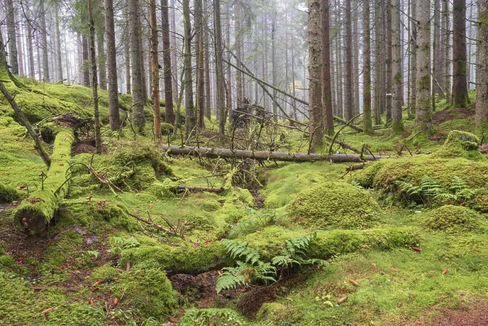 Framed Print : Tree logs covered in green moss in a spruce forest with mist Framed Print : Tree logs covered in green moss in a spruce forest with mist
