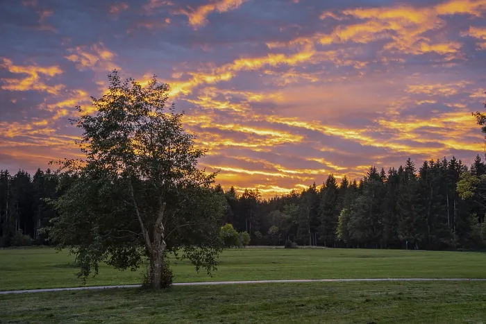Framed Print : A tree, meadows and forest at sunset