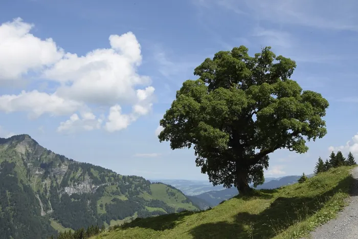 Framed Print : Tree, Mellau, Bregenzerwald, mountains