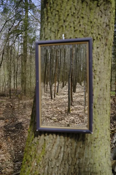 Framed Print : Tree with mirror in the forest