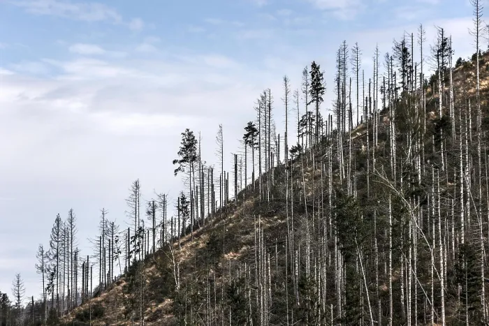 Framed Print : Tree mortality in the Harz Mountains