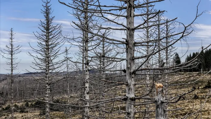 Framed Print : Tree mortality in the Harz Mountains