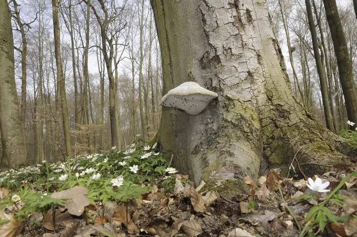 Framed Print : Tree mushroom, wood anemone, mushroom