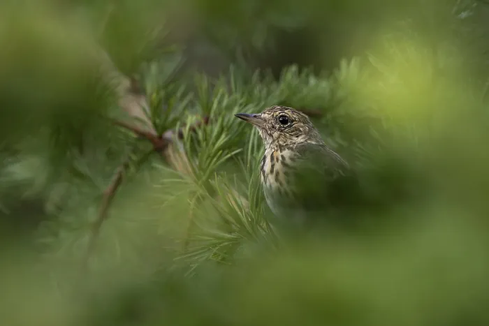 Framed Print : A tree pipit (Anthus trivialis)