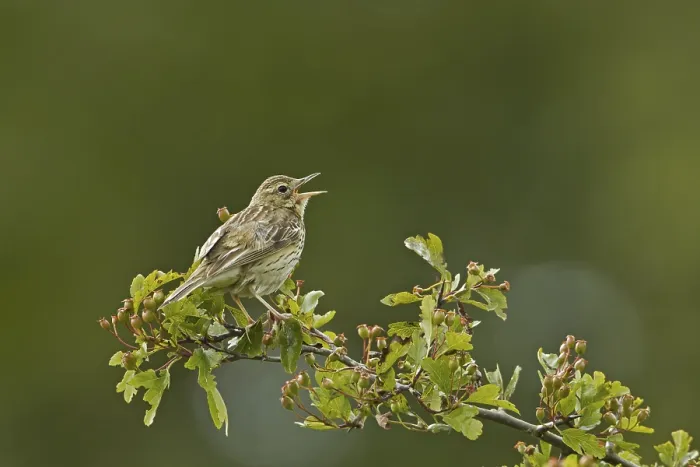 Framed Print : Tree Pipit (Anthus trivialis), adult