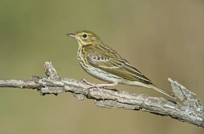 Framed Print : Tree Pipit (Anthus trivialis) perched on a branch