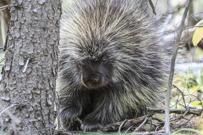 Framed Print : Tree porcupine (Erethizon dorsatum)