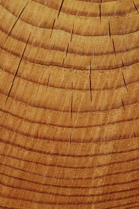 Framed Print : Tree rings (annual rings), Lueerwald (Luer Forest) Framed Print : Tree rings (annual rings), Lueerwald (Luer Forest)