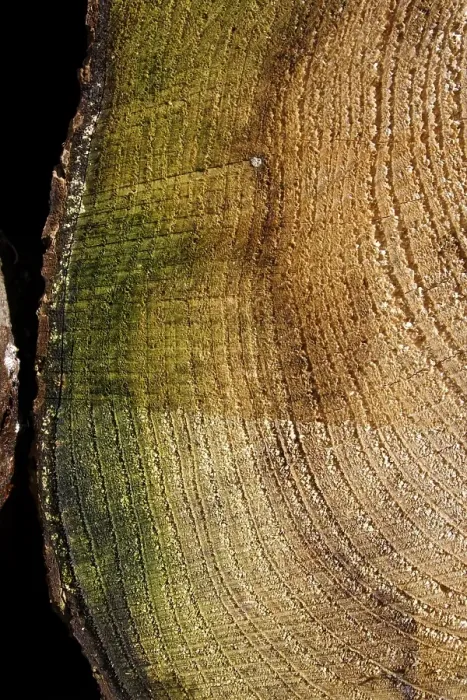 Framed Print : Tree rings (annual rings), texture