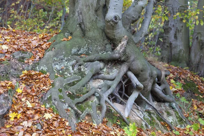 Framed Print : Tree roots of a Beech (Fagus sp)