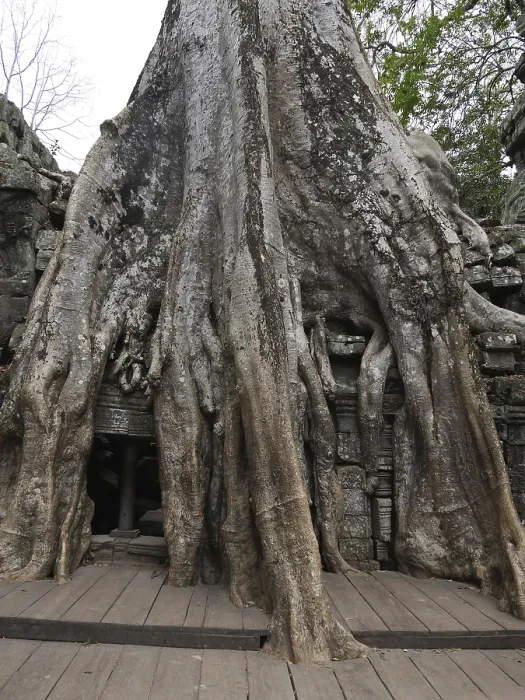 Framed Print : Tree roots grow over the ancient Ta Prohm temple Framed Print : Tree roots grow over the ancient Ta Prohm temple