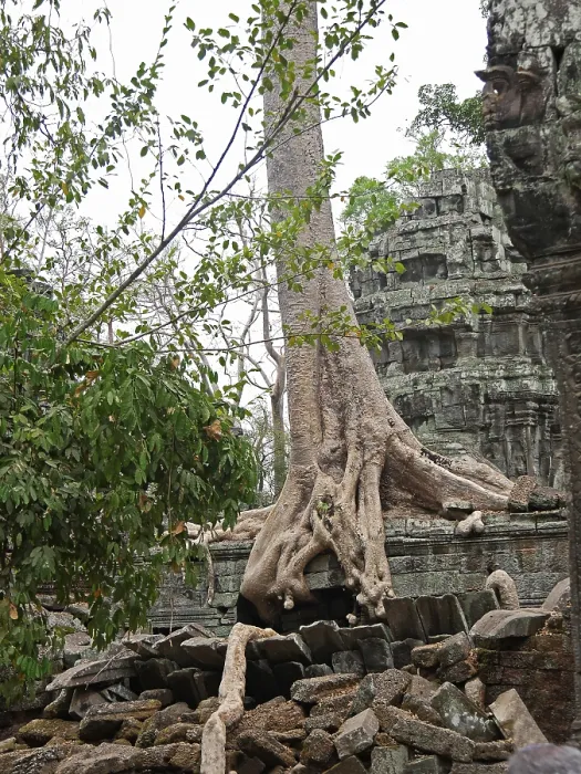 Framed Print : Tree roots grow over the ancient Ta Prohm temple