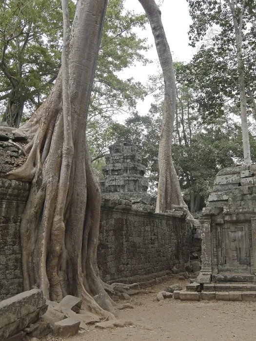 Framed Print : Tree roots grow over the ancient Ta Prohm temple