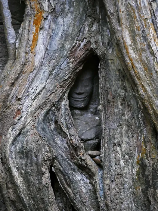 Framed Print : Tree roots grow over the ancient Ta Prohm temple Framed Print : Tree roots grow over the ancient Ta Prohm temple