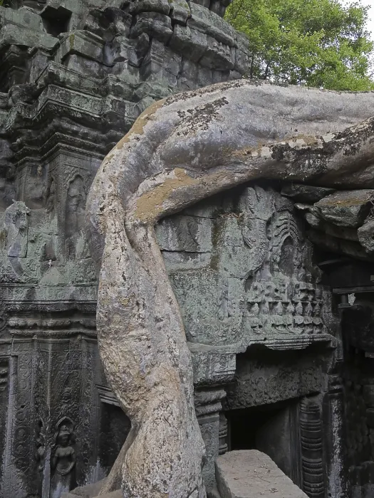 Framed Print : Tree roots grow over the ancient Ta Prohm temple