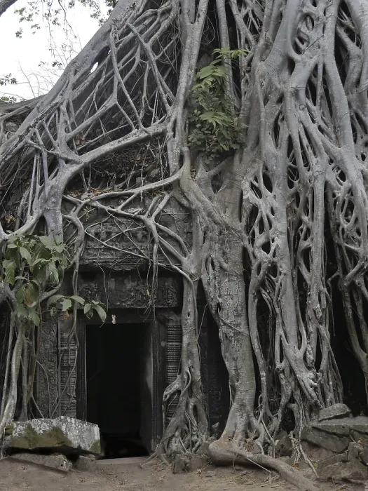 Framed Print : Tree roots grow over the ancient Ta Prohm temple