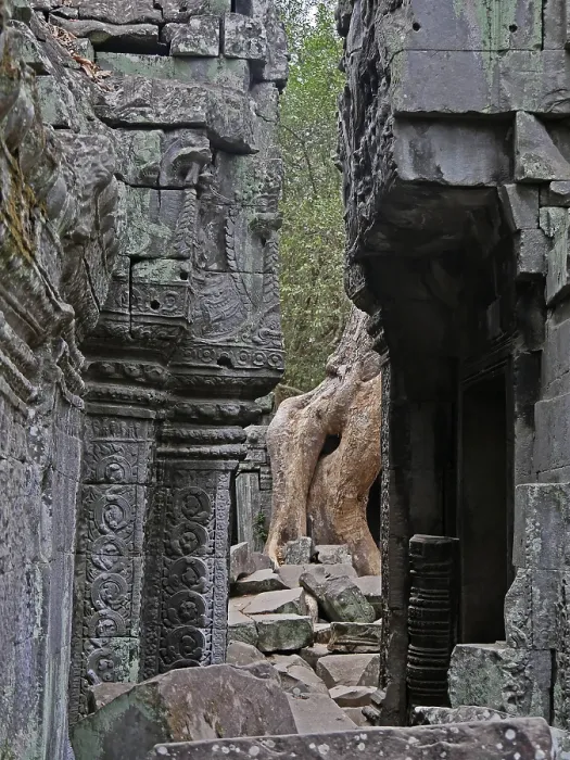 Framed Print : Tree roots grow over the ancient Ta Prohm temple Framed Print : Tree roots grow over the ancient Ta Prohm temple
