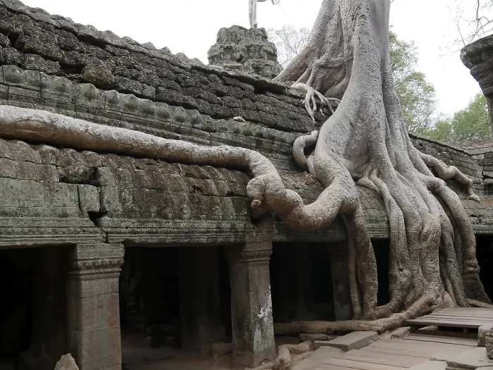 Framed Print : Tree roots grow over the ancient Ta Prohm temple Framed Print : Tree roots grow over the ancient Ta Prohm temple