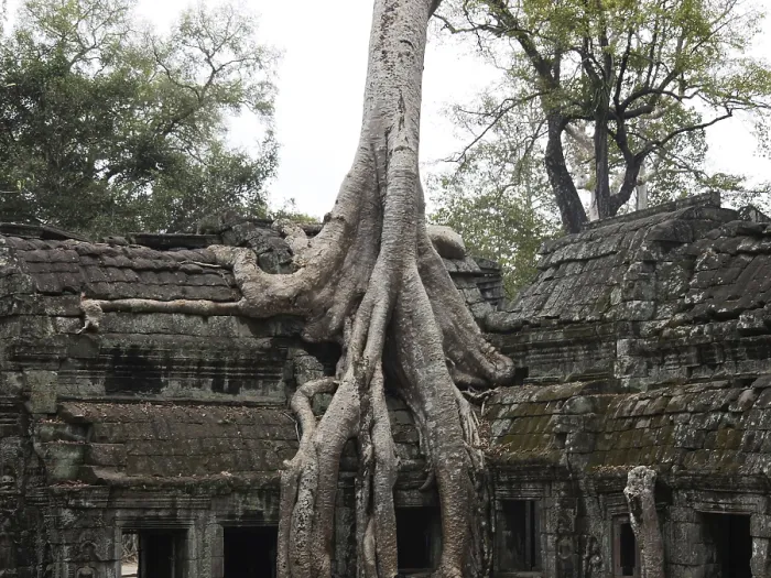 Framed Print : Tree roots grow over the ancient Ta Prohm temple Framed Print : Tree roots grow over the ancient Ta Prohm temple