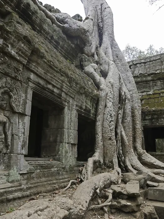 Framed Print : Tree roots grow over the ancient Ta Prohm temple Framed Print : Tree roots grow over the ancient Ta Prohm temple