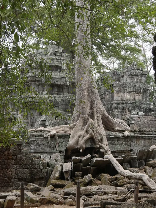 Framed Print : Tree roots grow over the ancient Ta Prohm temple