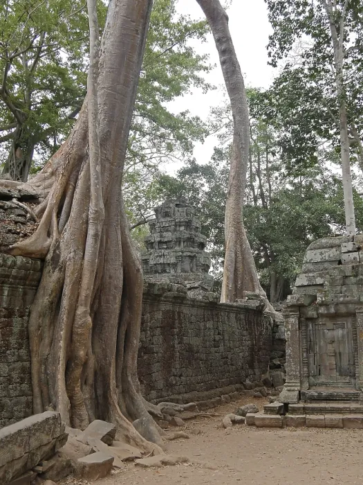 Framed Print : Tree roots grow over the ancient Ta Prohm temple