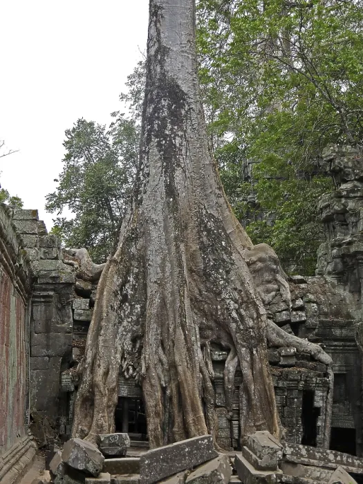 Framed Print : Tree roots grow over the ancient Ta Prohm temple Framed Print : Tree roots grow over the ancient Ta Prohm temple