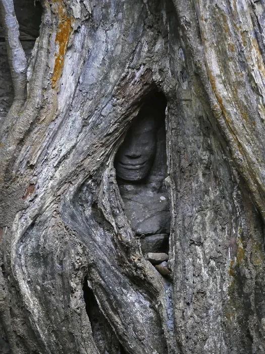 Framed Print : Tree roots grow over the ancient Ta Prohm temple Framed Print : Tree roots grow over the ancient Ta Prohm temple