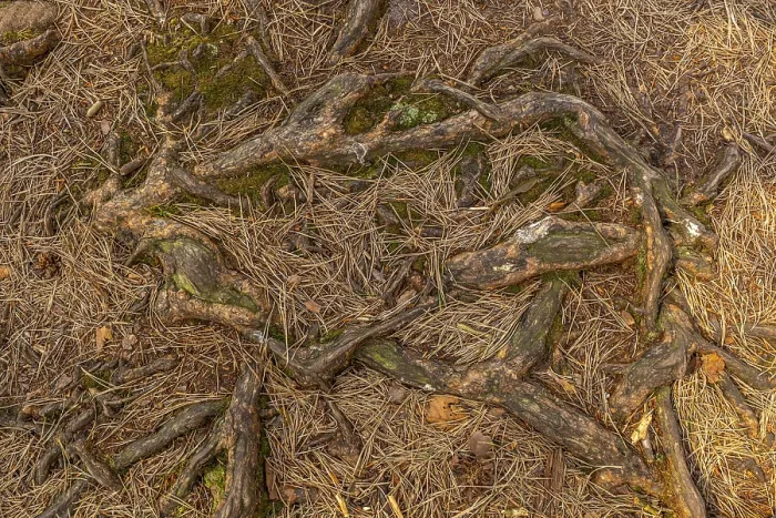 Framed Print : Tree roots and pine needles in the Palatinate Forest Framed Print : Tree roots and pine needles in the Palatinate Forest