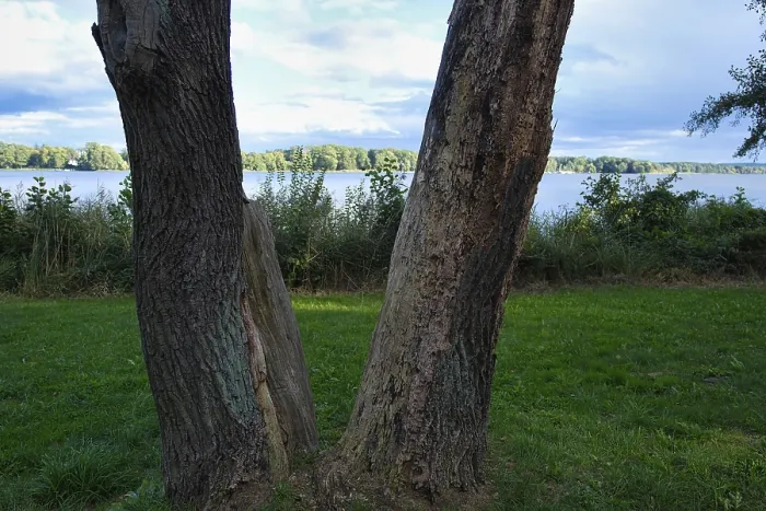 Framed Print : Tree on the shore, Scharmutzelsee
