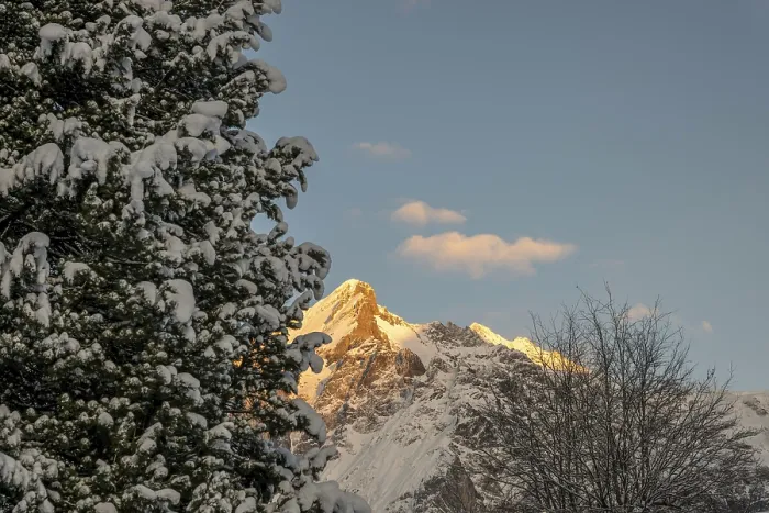 Framed Print : Tree and Snowcapped Mountain Peak in the Swiss Alps in a Winter Day in Grindelwald