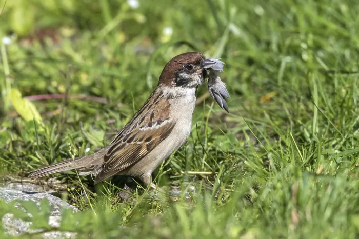 Framed Print : Tree sparrow - collects feathers for nest building (Passer montanus)
