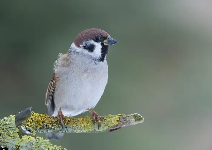 Framed Print : Tree Sparrow (Passer montanus)