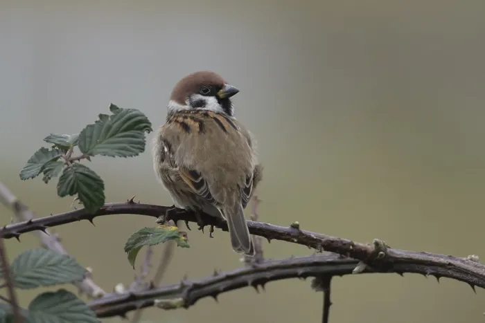 Framed Print : Tree sparrow (Passer montanus) adult bird on a bramble plant branch